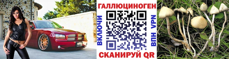 blacksprut как войти Новошахтинск Галлюциногенные грибы Psilocybine cubensis